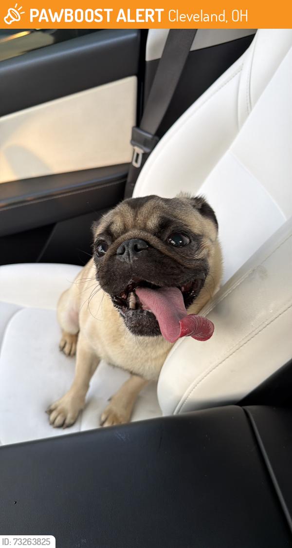 Found/Stray Male Dog last seen West boulevard, Cleveland, OH 44102