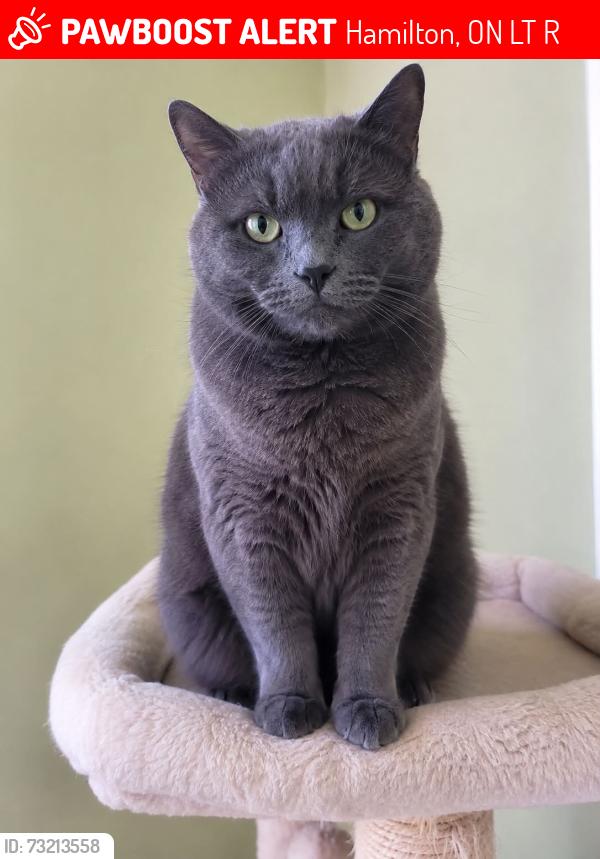 Lost Male Cat last seen fennel and upper Ottawa, Hamilton, ON L8T 3R2