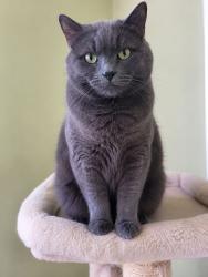 Lost Male Cat last seen fennel and upper Ottawa, Hamilton, ON L8T 3R2