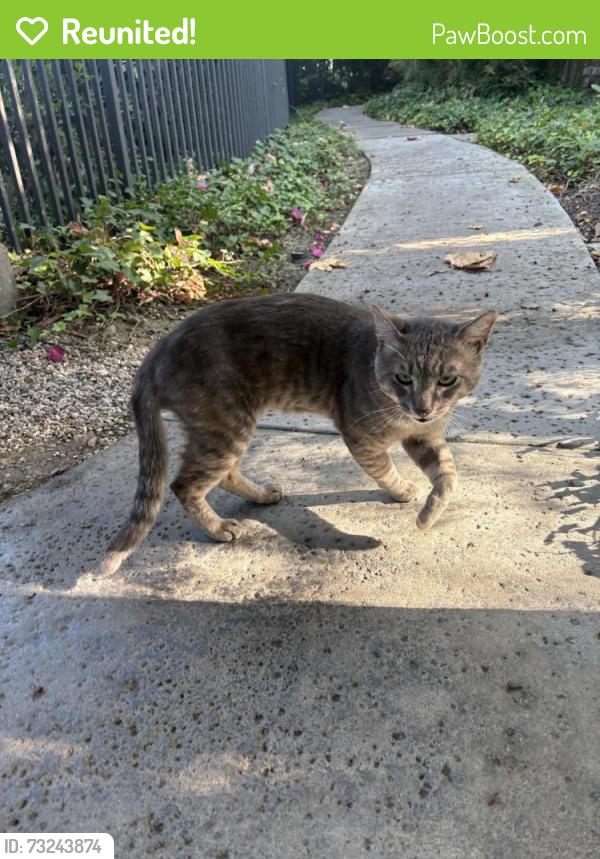 Reunited Male Cat last seen Bristol and MacArthur, Santa Ana, CA 92707