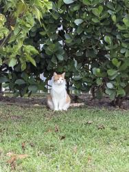 Lost Male Cat last seen Emerald Forest, Wellington, FL 33414