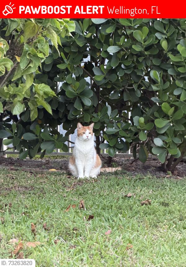 Lost Male Cat last seen Emerald Forest, Wellington, FL 33414