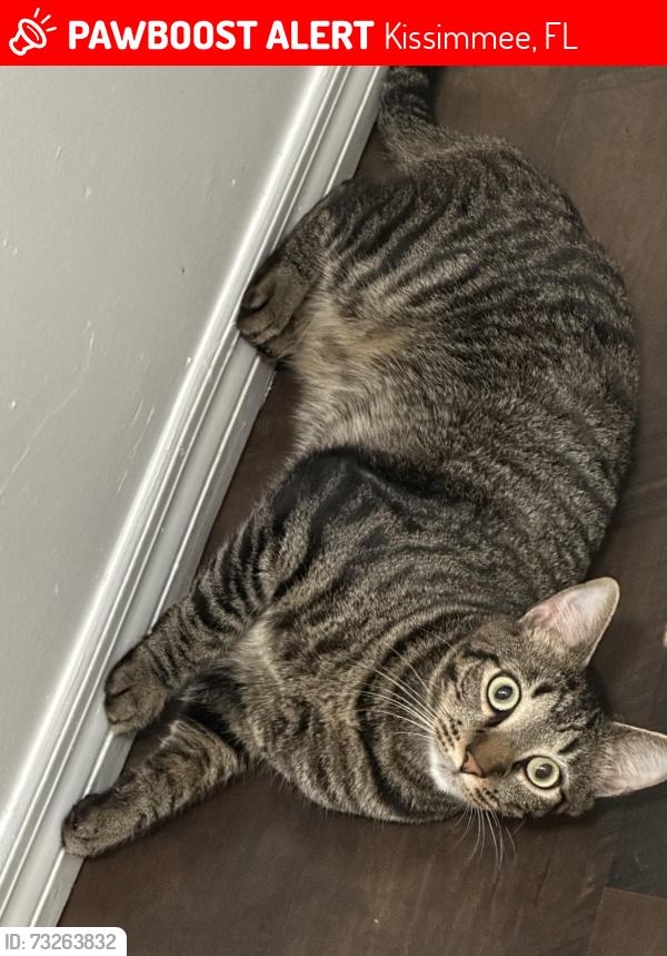 Lost Male Cat last seen Fish Lake, Kissimmee, FL 34744