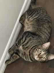 Lost Male Cat last seen Fish Lake, Kissimmee, FL 34744