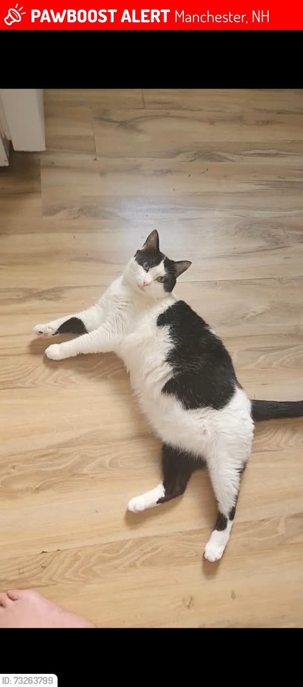 Lost Male Cat last seen Lincoln and Amherst, Manchester, NH 03104