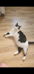 Lost Male Cat last seen Lincoln and Amherst, Manchester, NH 03104