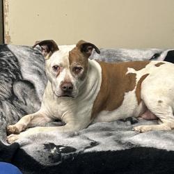 Shelter Stray Male Dog last seen , 11665 US-89, Flagstaff, AZ 86004, USA