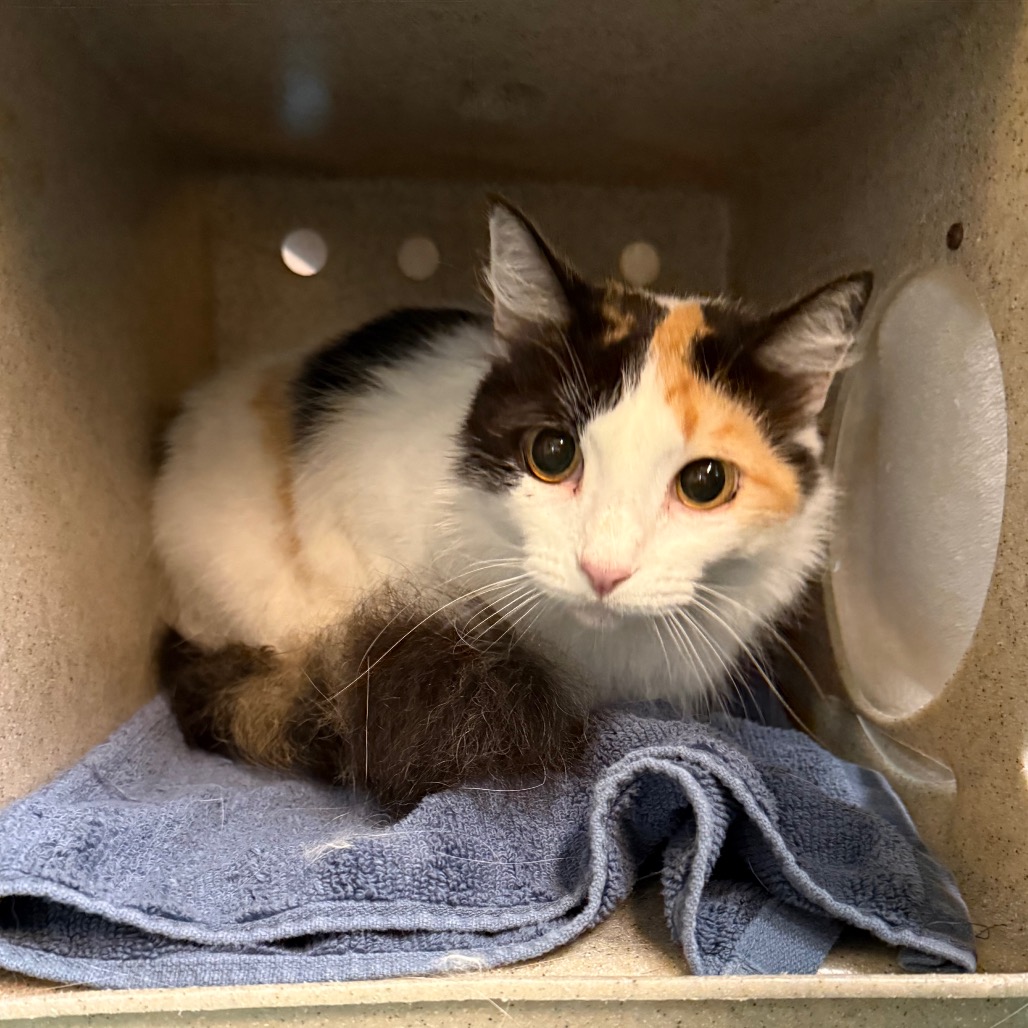 Shelter Stray Female Cat last seen , 361 S Raymond Ave, Pasadena, CA 91105, USA