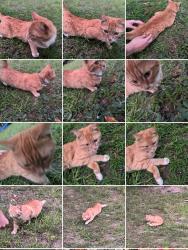 Found/Stray Female Cat last seen Blodget, Manchester, NH 03104
