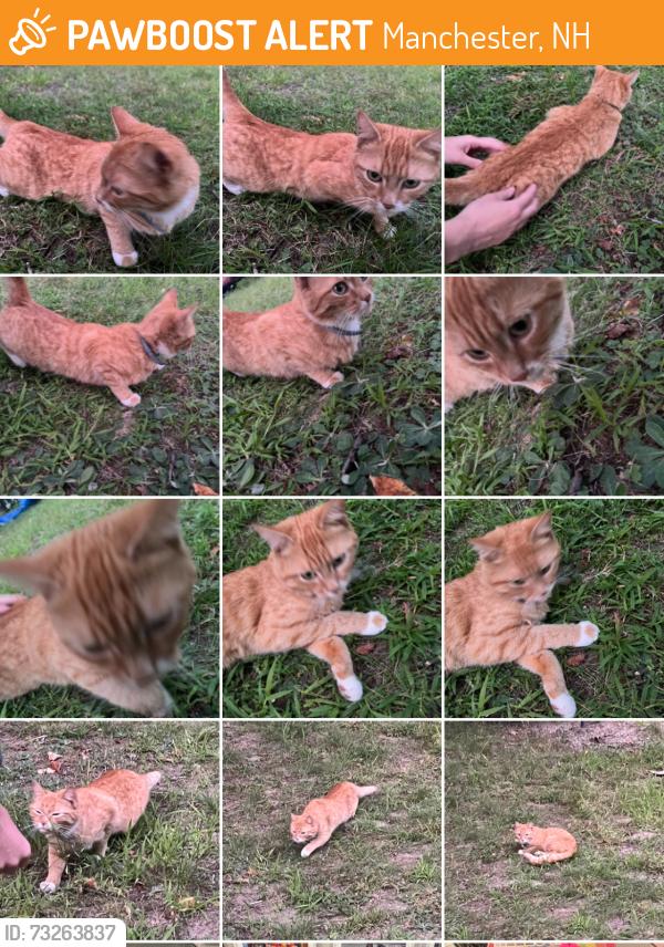 Found/Stray Female Cat last seen Blodget, Manchester, NH 03104