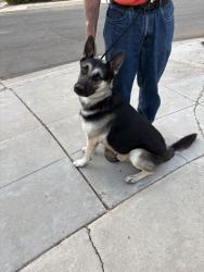 Found/Stray Male Dog last seen Fruit and Sierra, Fresno, CA 93711