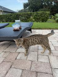 Reunited Female Cat last seen Harbour Island Rd, Belle Isle, FL 32809, USA, Belle Isle, FL 32809