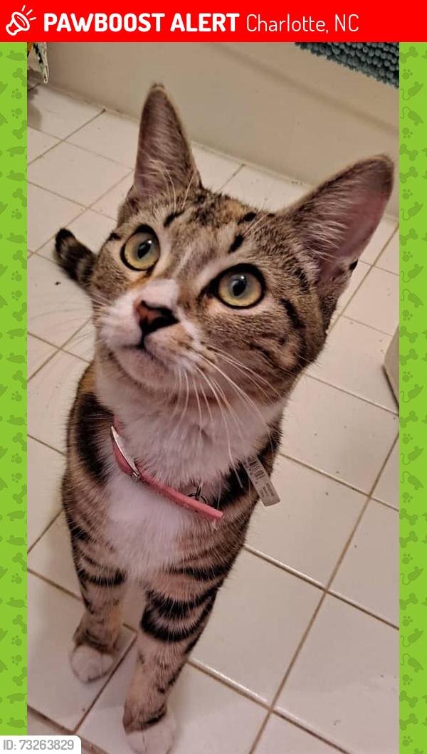 Lost Female Cat last seen Robinson Church Road, Charlotte, NC 28215