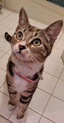 Lost Female Cat last seen Robinson Church Road, Charlotte, NC 28215
