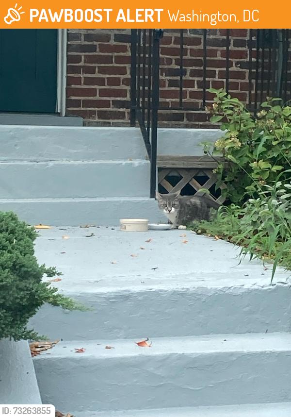 Found/Stray Unknown Cat last seen Near L st ne, Washington, DC 20002