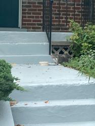 Found/Stray Unknown Cat last seen Near L st ne, Washington, DC 20002