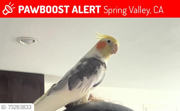 Lost Male Bird last seen Noeline ave, Spring Valley, CA 91977