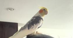 Lost Male Bird last seen Noeline ave, Spring Valley, CA 91977