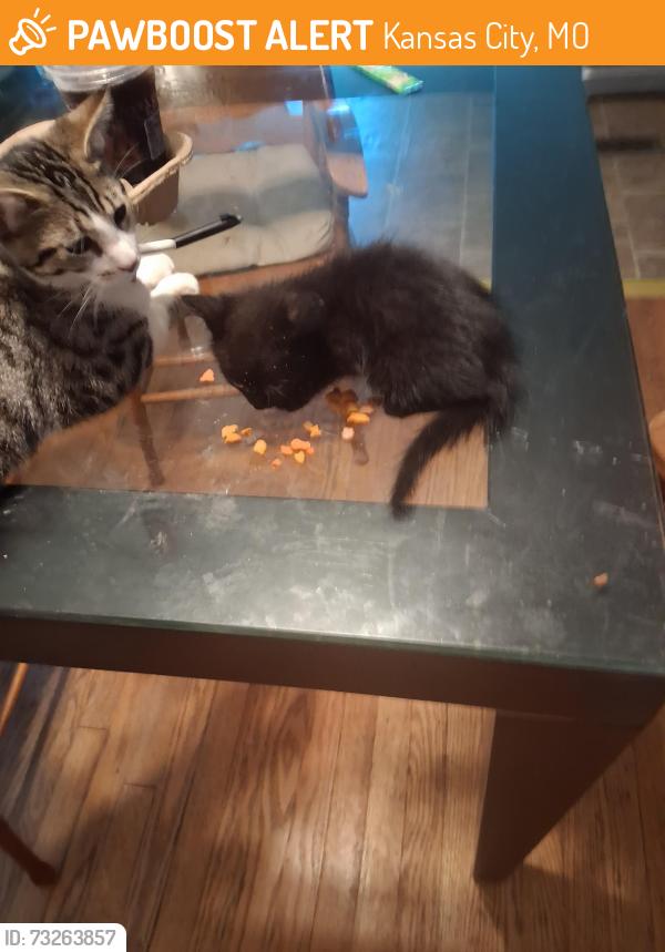 Found/Stray Unknown Cat last seen 63rd and N. Lenox Ave., Kansas City, MO 64151