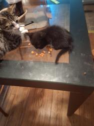 Found/Stray Unknown Cat last seen 63rd and N. Lenox Ave., Kansas City, MO 64151