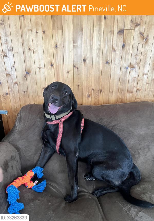 Found/Stray Male Dog last seen Metrolina Gymanastics, Pineville, Pineville, NC 28134