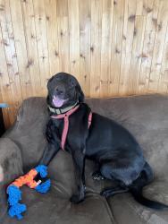 Found/Stray Male Dog last seen Metrolina Gymanastics, Pineville, Pineville, NC 28134