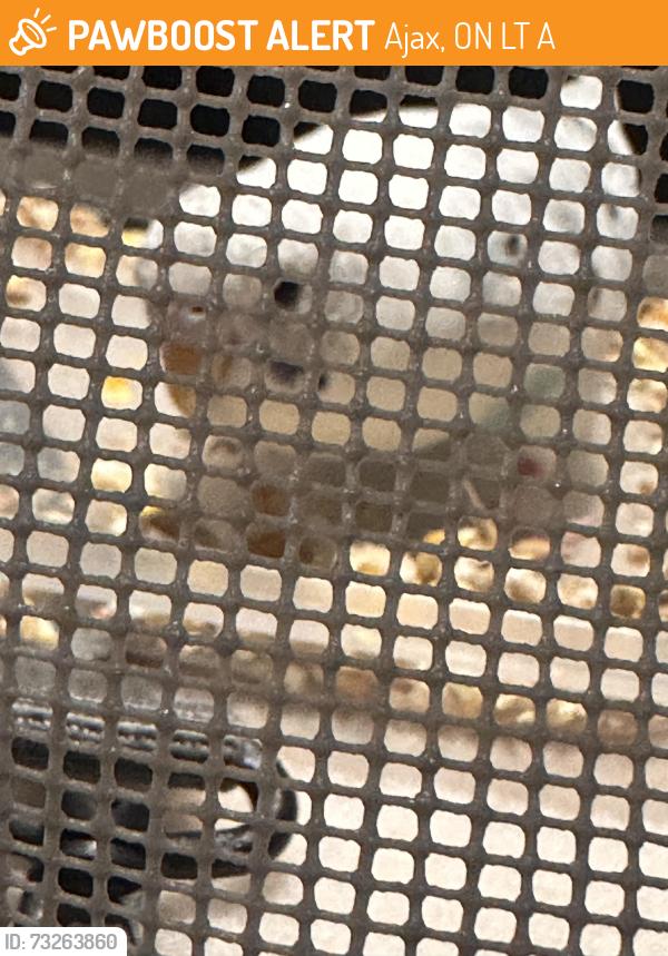Rehomed Unknown Bird last seen Rossland and Ravenscroft, Ajax, ON L1T 2A9