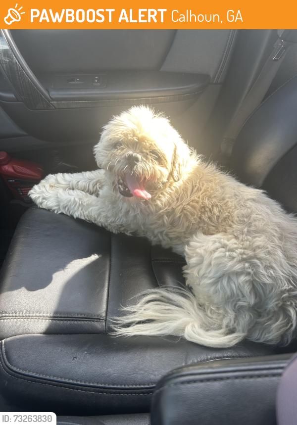 Found/Stray Male Dog last seen Crane Eater Baptist Church, Calhoun, GA 30701