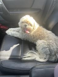 Found/Stray Male Dog last seen Crane Eater Baptist Church, Calhoun, GA 30701