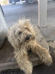 Found/Stray Unknown Dog last seen Cajalco & Brown, Perris, CA 92570