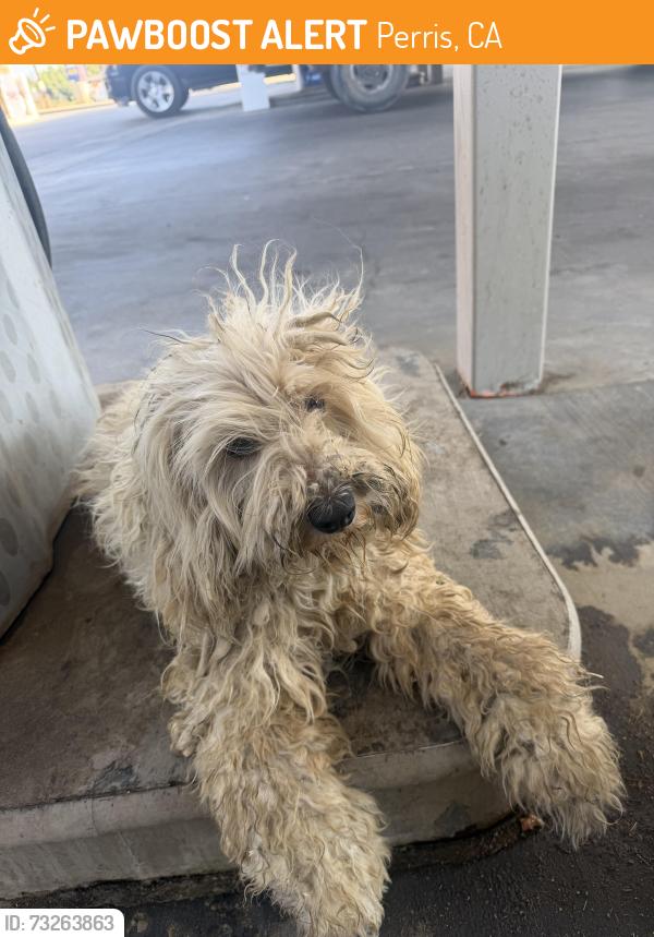 Found/Stray Unknown Dog last seen Cajalco & Brown, Perris, CA 92570