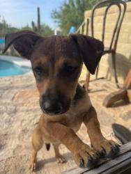 Found/Stray Female Dog last seen 1st and via entrada, Catalina Foothills, AZ 85718