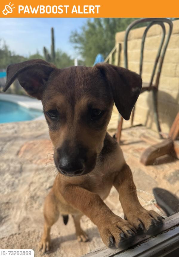 Found/Stray Female Dog last seen 1st and via entrada, Catalina Foothills, AZ 85718