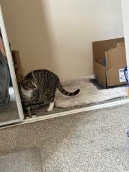 Lost Female Cat last seen Harmony and Lemay, Fort Collins, CO 80525