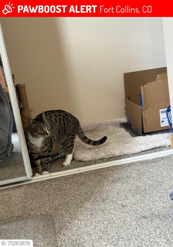 Lost Female Cat last seen Harmony and Lemay, Fort Collins, CO 80525