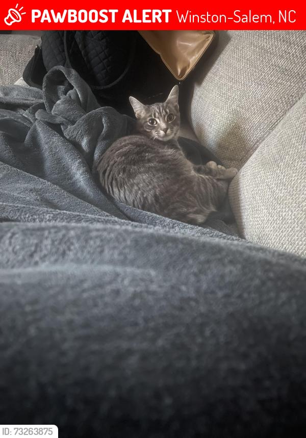 Lost Female Cat last seen Old vineyard rd, Winston-Salem, NC 27104