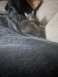 Lost Female Cat last seen Old vineyard rd, Winston-Salem, NC 27104