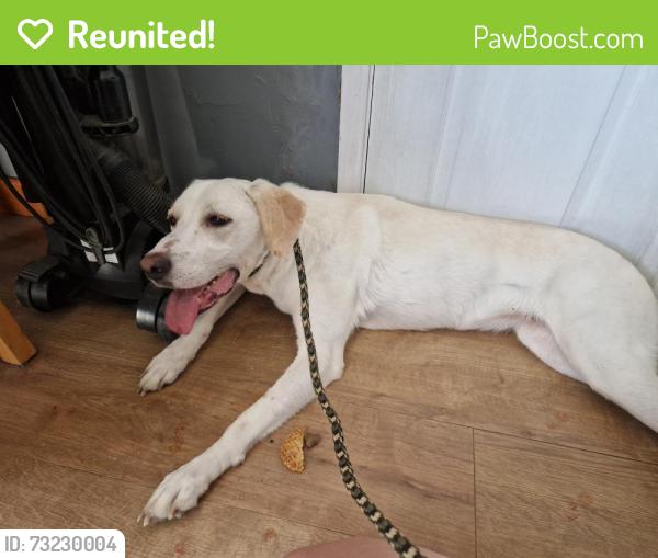 Reunited Female Dog last seen Park road, Hindley, England 