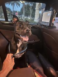 Found/Stray Female Dog last seen Federal highway and Miner road, Hypoluxo, FL 33462