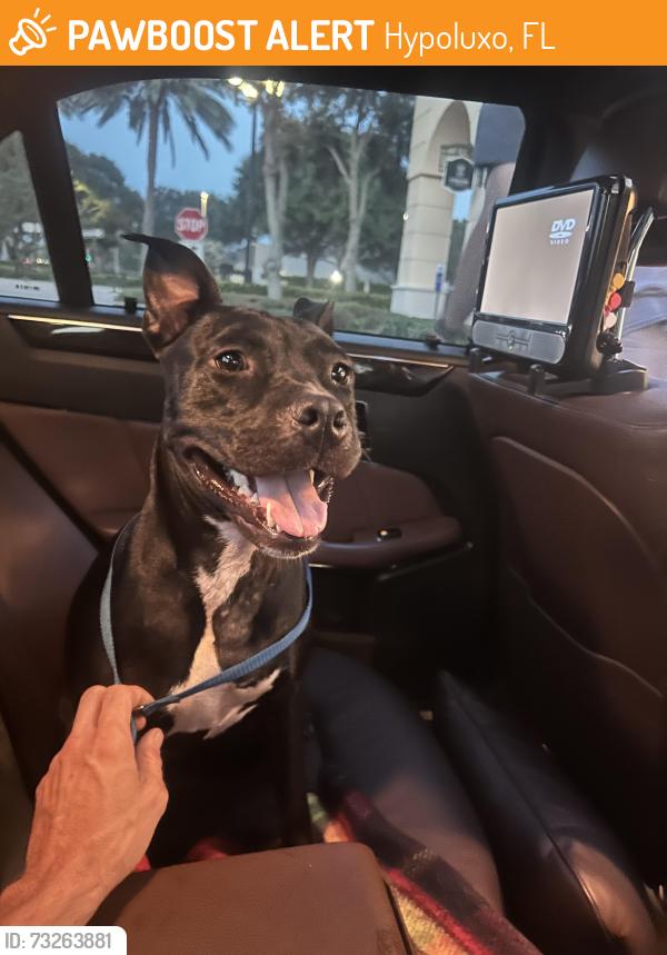 Found/Stray Female Dog last seen Federal highway and Miner road, Hypoluxo, FL 33462