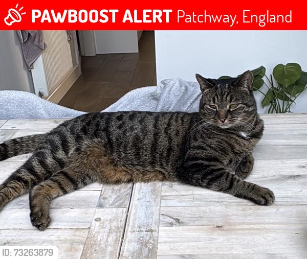 Lost Male Cat last seen cavendish way, Patchway, England 