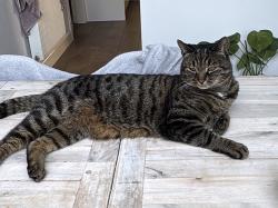 Lost Male Cat last seen cavendish way, Patchway, England 
