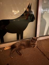 Found/Stray Unknown Cat last seen Tribeca animal hosp, 6th ave and spring st, New York, NY 10010