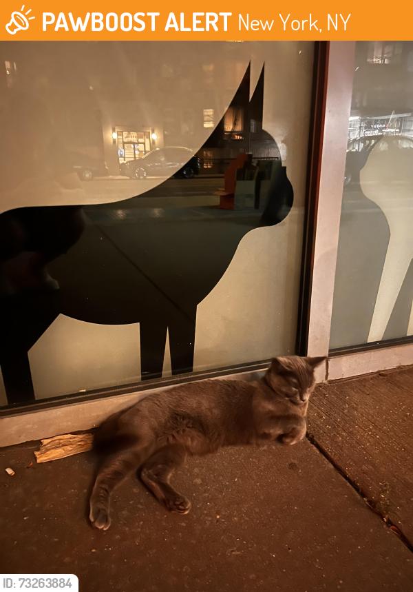 Found/Stray Unknown Cat last seen Tribeca animal hosp, 6th ave and spring st, New York, NY 10010
