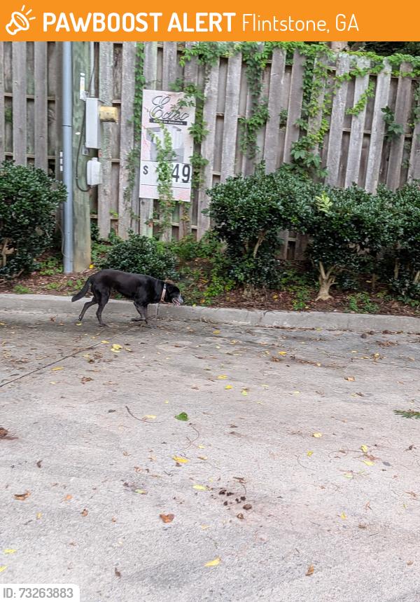 Found/Stray Unknown Dog last seen At the hi tech gas station and headed into st elmo, Flintstone, GA 30725