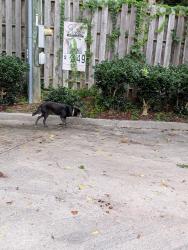 Found/Stray Unknown Dog last seen At the hi tech gas station and headed into st elmo, Flintstone, GA 30725