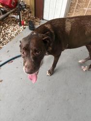 Reunited Female Dog last seen Near Seventh St S Saint Petersburg, FL 33705 United States, St. Petersburg, FL 33705