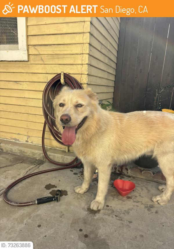 Found/Stray Male Dog last seen Van Dyke Ave, San Diego, CA 92105