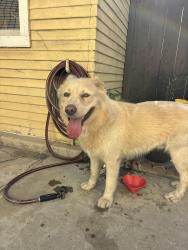 Found/Stray Male Dog last seen Van Dyke Ave, San Diego, CA 92105