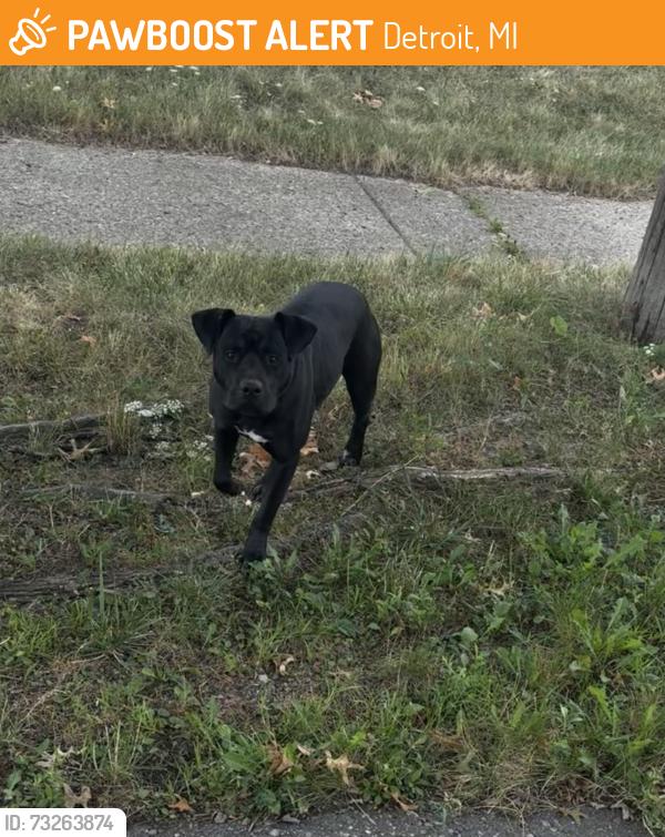 Found/Stray Female Dog last seen Lakeview and Beaconsfield, Detroit, MI 48224